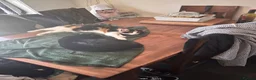 Mixed Breed cats for sale: 2 x female cats to be homed together  - Advert 12