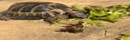 Hermann Tortoise reptiles for sale: Meet Fernandinon Male age 12 Hermann tortoise  - Advert 2