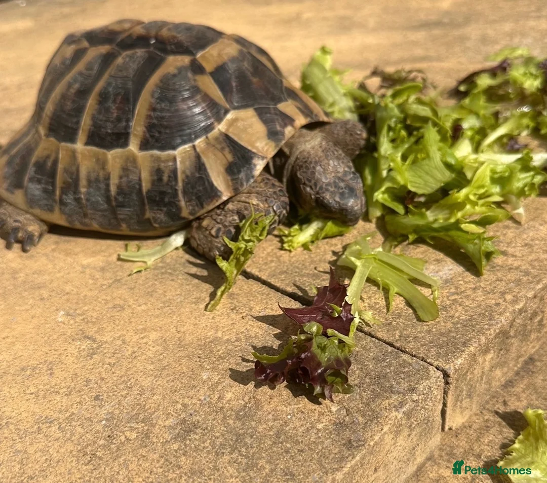 Hermann Tortoise reptiles for sale: Meet Fernandinon Male age 12 Hermann tortoise  - Advert 2