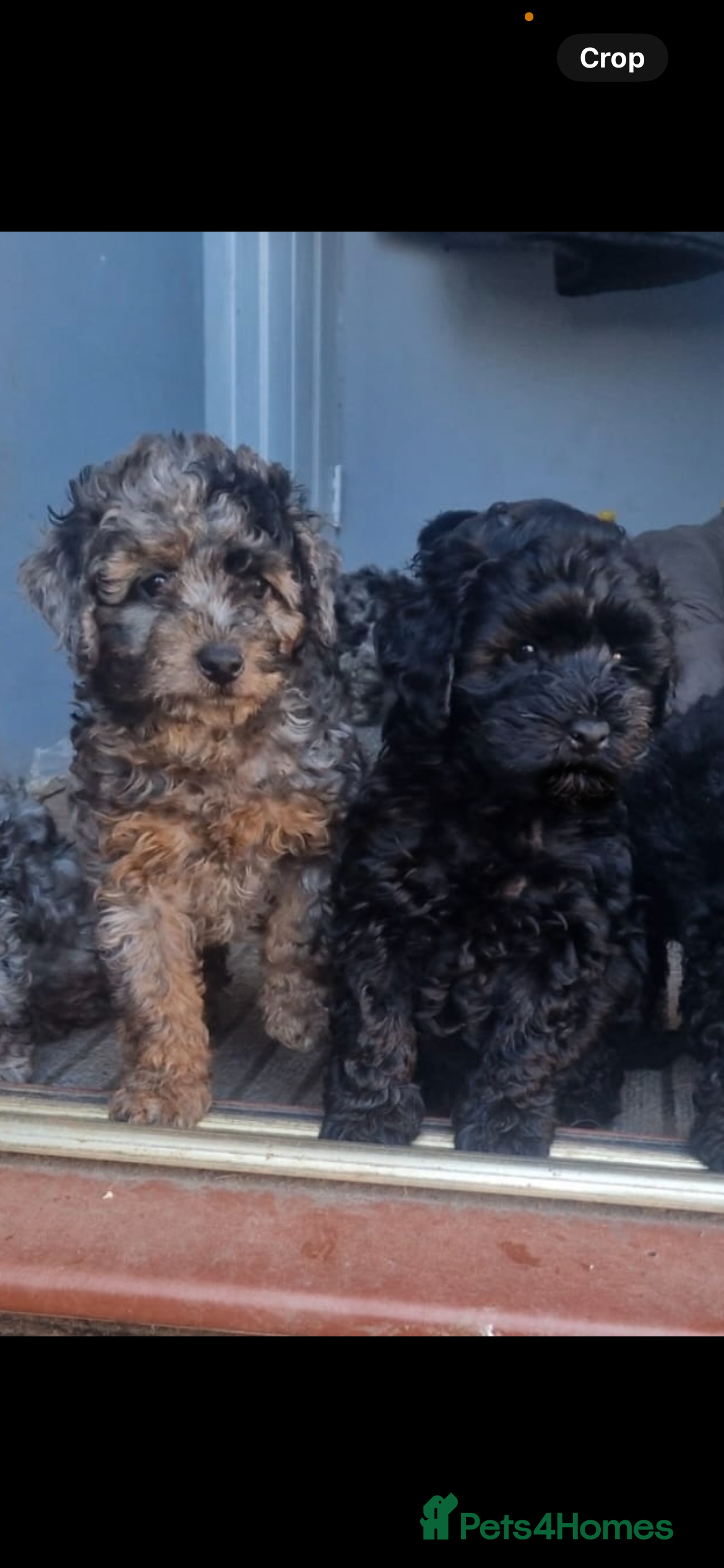 Cockapoo dogs KC Miniature Poodle X F1B Cockapoo   - Advert 3