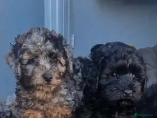 Cockapoo dogs KC Miniature Poodle X F1B Cockapoo - Advert 2