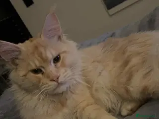 Maine Coon cats 1 year old Maine Coon Pair - Advert 9