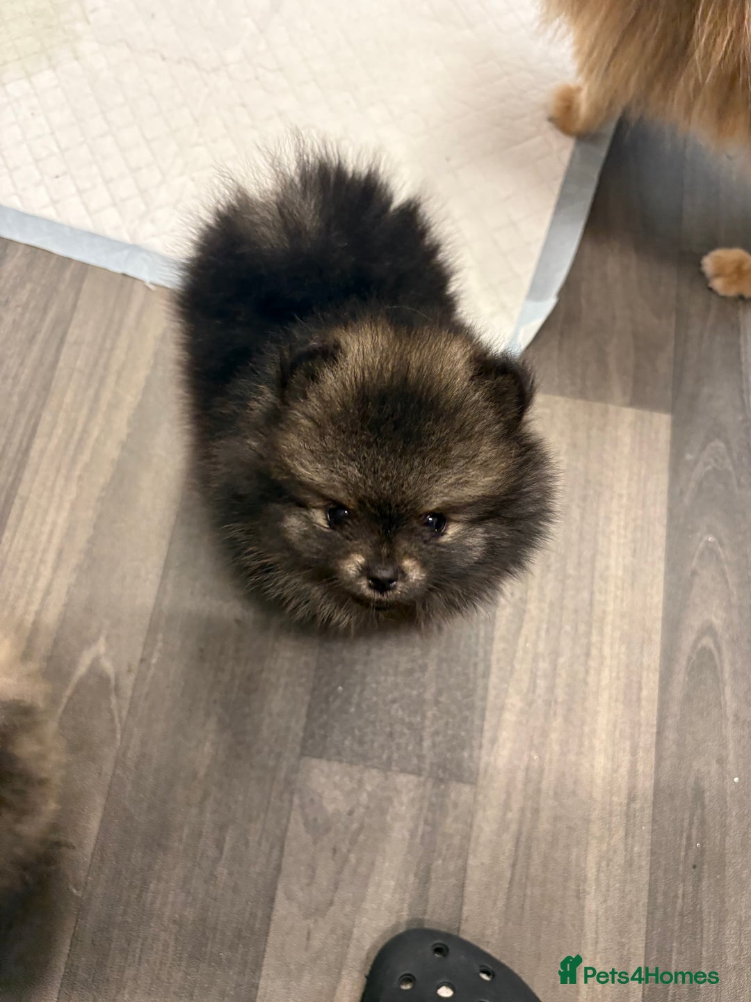 Pomeranian dogs for sale: Litter of pomeranians  - Advert 23