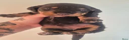 Miniature Dachshund dogs for sale: Silky Wire Haired Miniature Dachshunds  - Advert 5