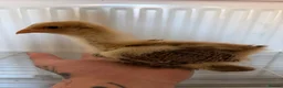 Chickens poultry for sale: Gold Partridge Brahma Chicks - Advert 5