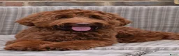 Labradoodle dogs for sale: Extensively health tests - guaranteed - Advert 9
