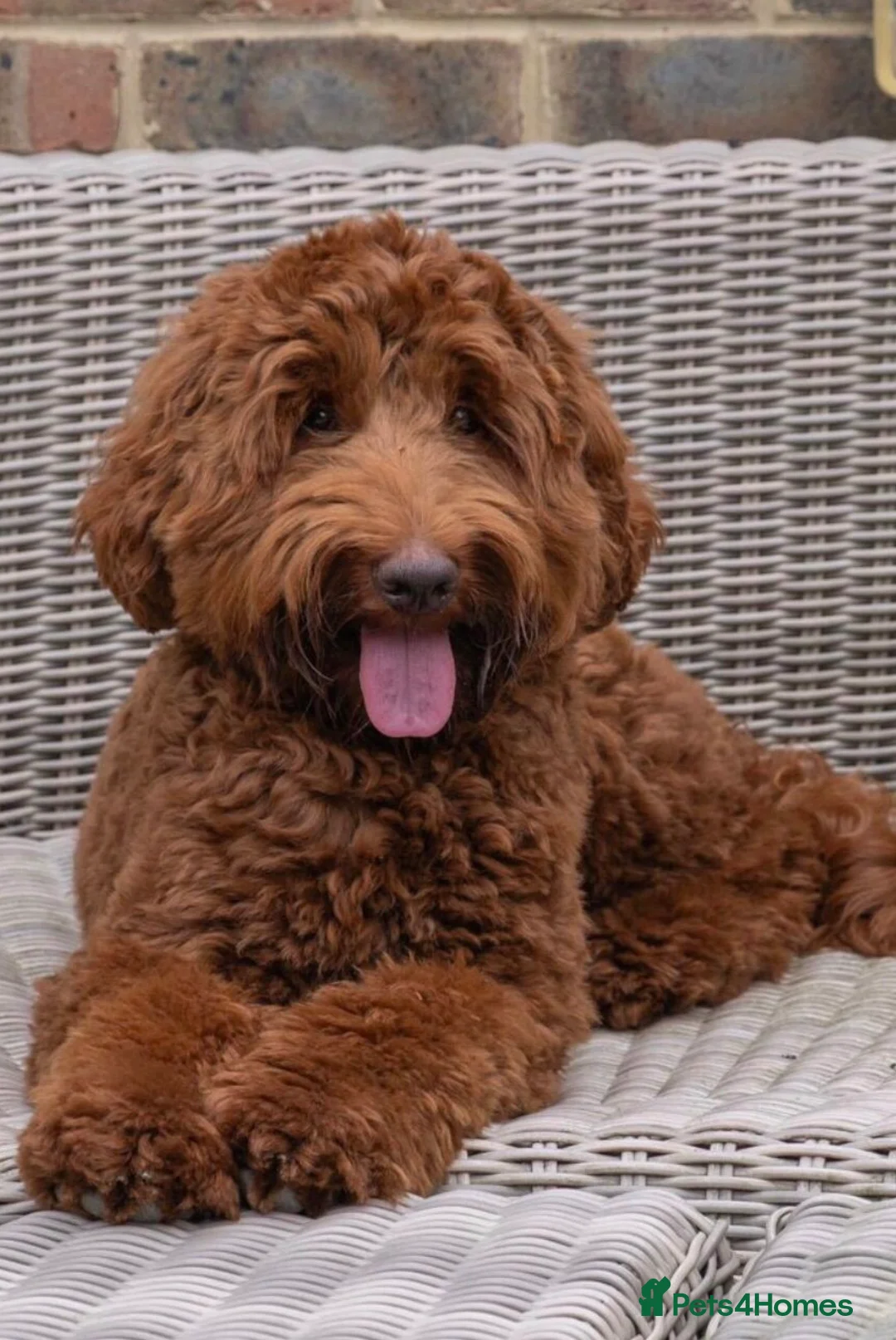 Labradoodle dogs for sale: Australian Labradoodles - Fully health tested - Advert 24