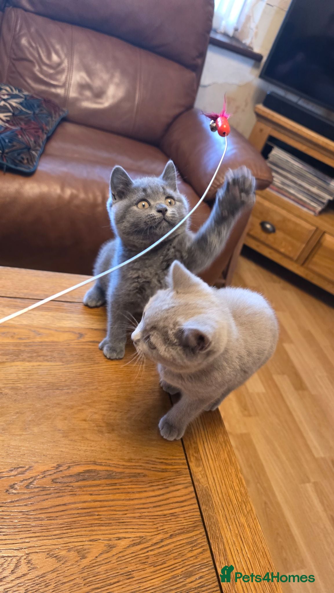 British Shorthair cats 2 left! Pedigree BSH short hair - Advert 12