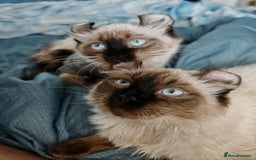 American Curl cats for sale: Only 2 left. Unique kittens for the best homes. in Oldham - Image 6