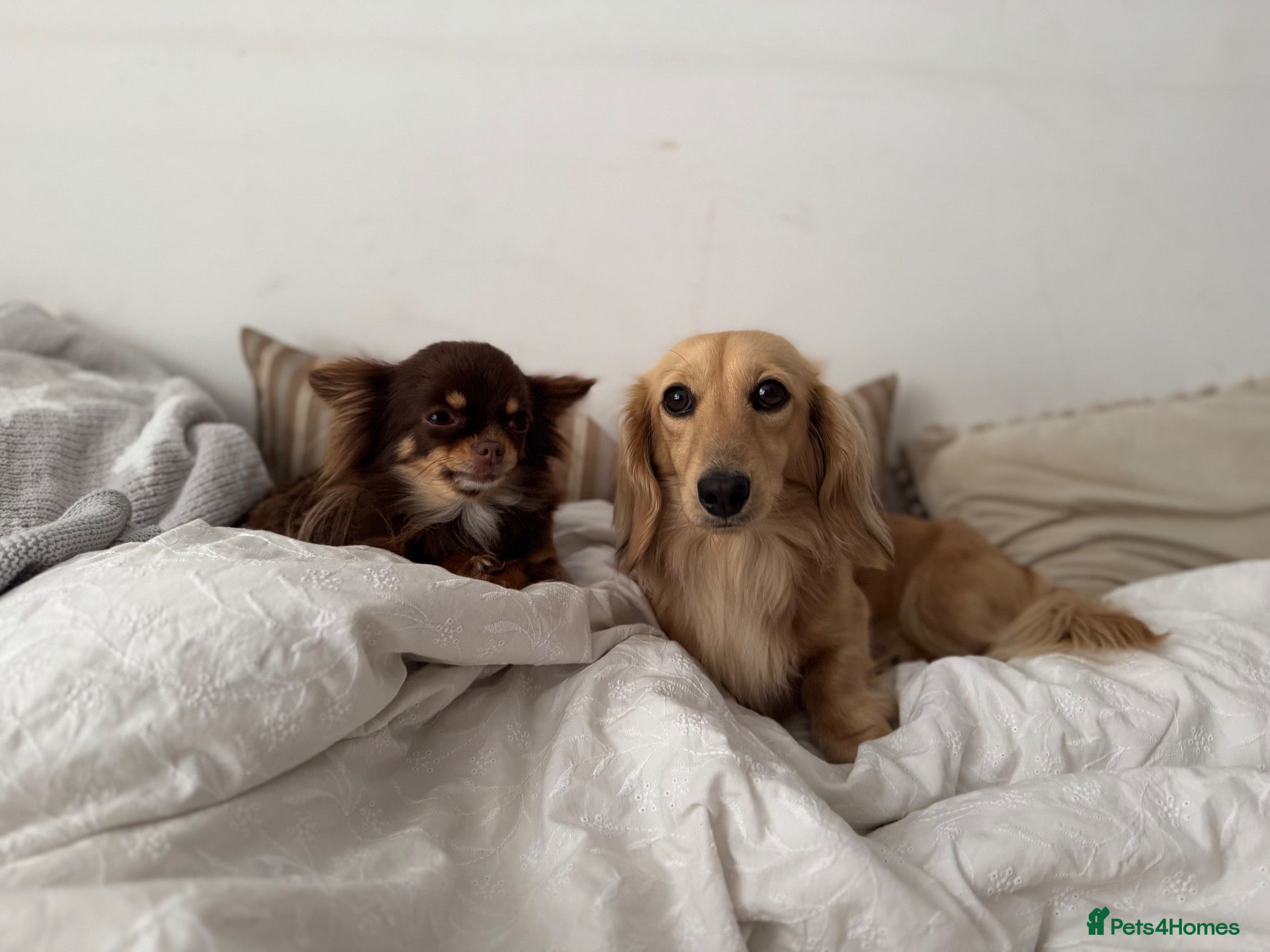 Miniature Dachshund dogs Miniature dachshund  - Advert 7