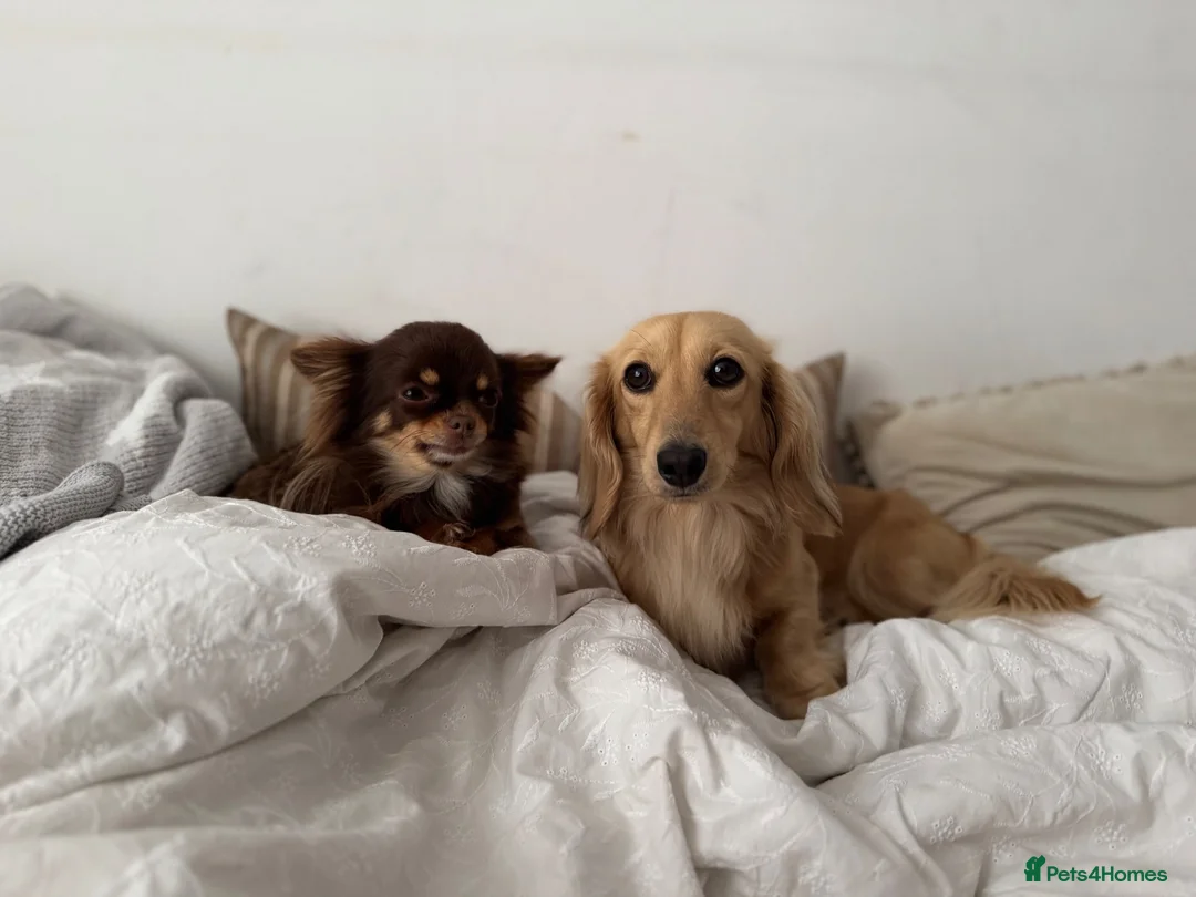 Miniature Dachshund dogs for sale: Miniature dachshund  - Advert 1