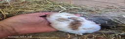 Mixed Breed rabbits for sale: Gorgeous baby lop bunnies for sale! 😍 - Advert 6