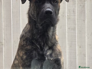 Mixed Breed dogs for sale - Advert 1