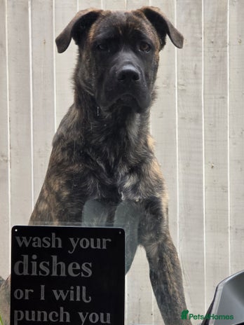 Mixed Breed dogs - Advert 16