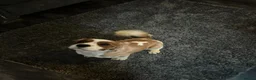 Cavalier King Charles Spaniel dogs for sale: CAVALIER KING CHARLES MALE DOG 3YRS  - Advert 2