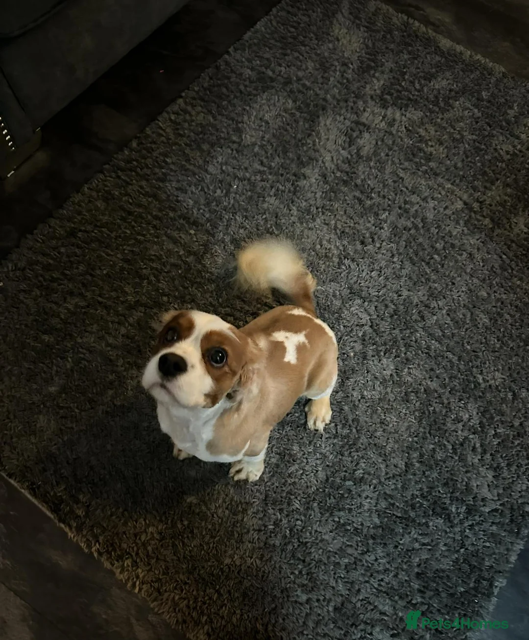 Cavalier King Charles Spaniel dogs for sale: CAVALIER KING CHARLES MALE DOG 3YRS  - Advert 2