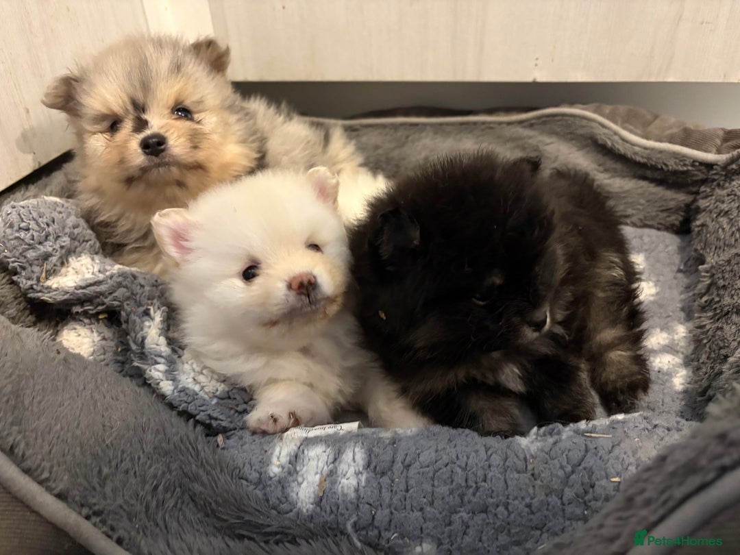 Pomeranian dogs for sale: 1 male 1 female  - Advert 9