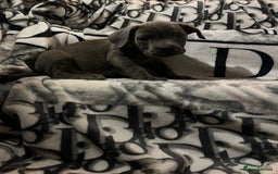 Cane Corso dogs for sale: Stunning puppies  - Image 3