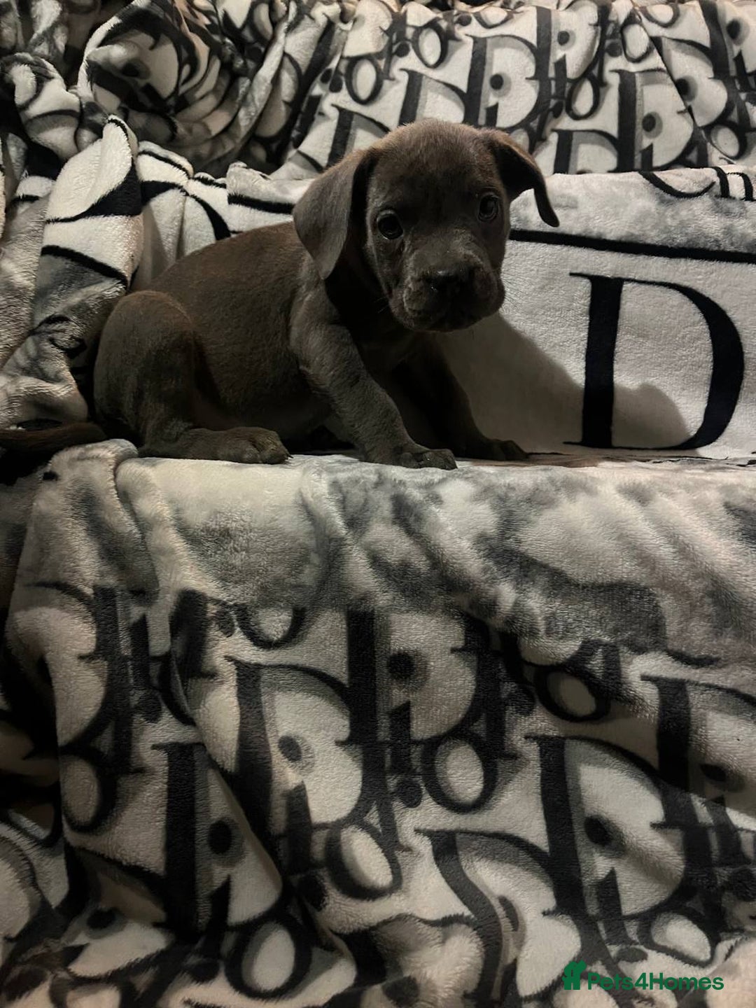 Cane Corso dogs for sale: Stunning puppies  - Image 3