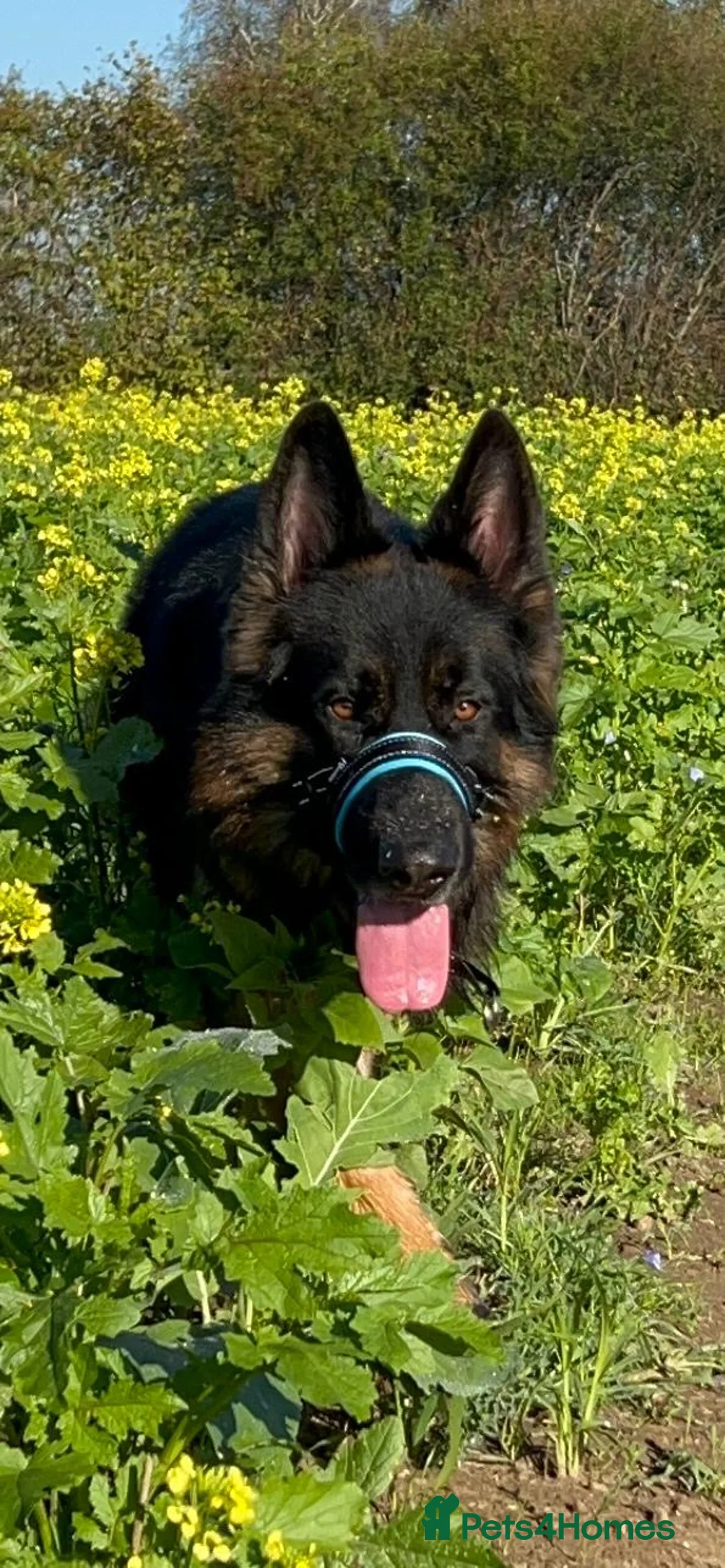 German Shepherd dogs for sale: German Shepard puppie - Advert 4