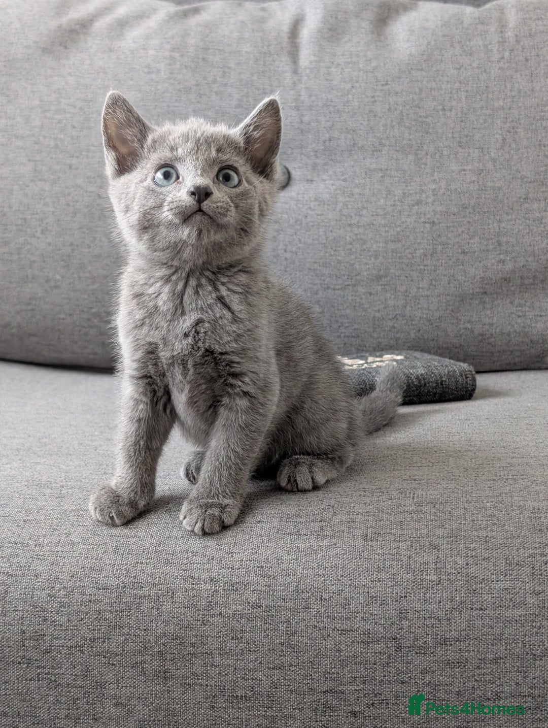 Russian Blue cats for sale: Russian blue babies looking for FOREVER homes - Image 20