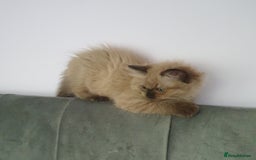 Ragdoll cats for sale: Reduced RARE Brown/mink Green-eyed Ragdoll kittens - Image 13