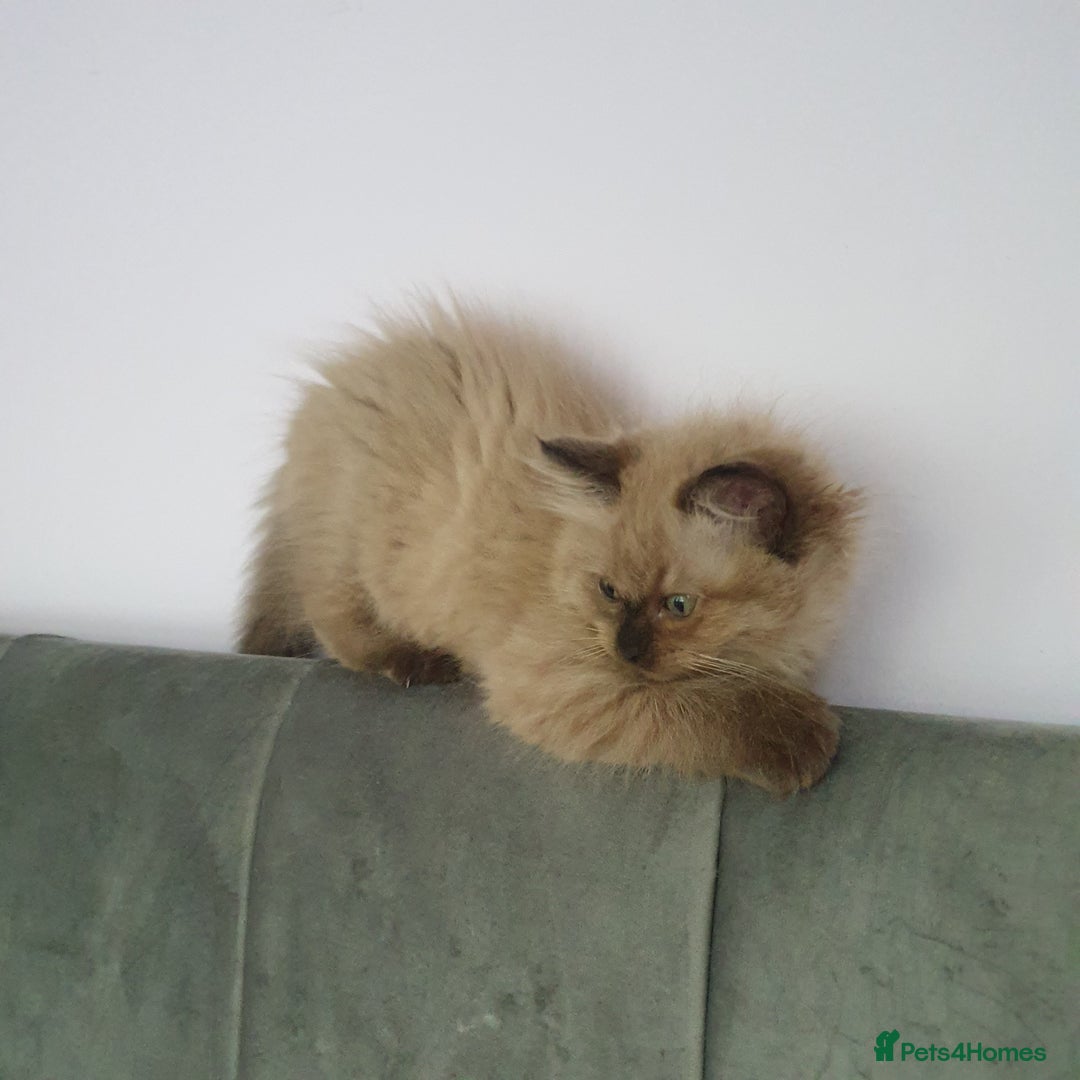 Ragdoll cats for sale: Reduced RARE Brown/mink Green-eyed Ragdoll kittens - Image 13