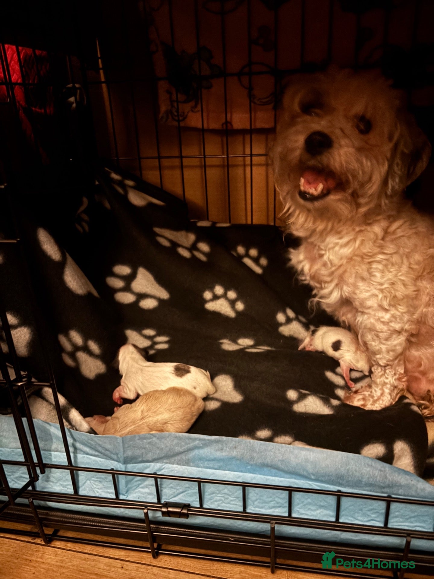 Mixed Breed dogs Cute Shichon x Chihuahua Puppies Available - Advert 1