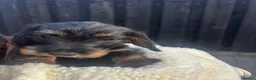Miniature Dachshund dogs for sale: Wire Haired Miniature Dachshunds  - Advert 3