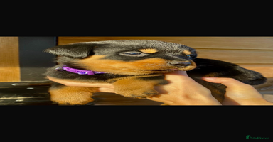 Rottweiler dogs Beautiful chunky Rottweiler puppies - Advert 16