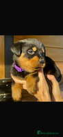 Rottweiler dogs Beautiful chunky Rottweiler puppies - Advert 1