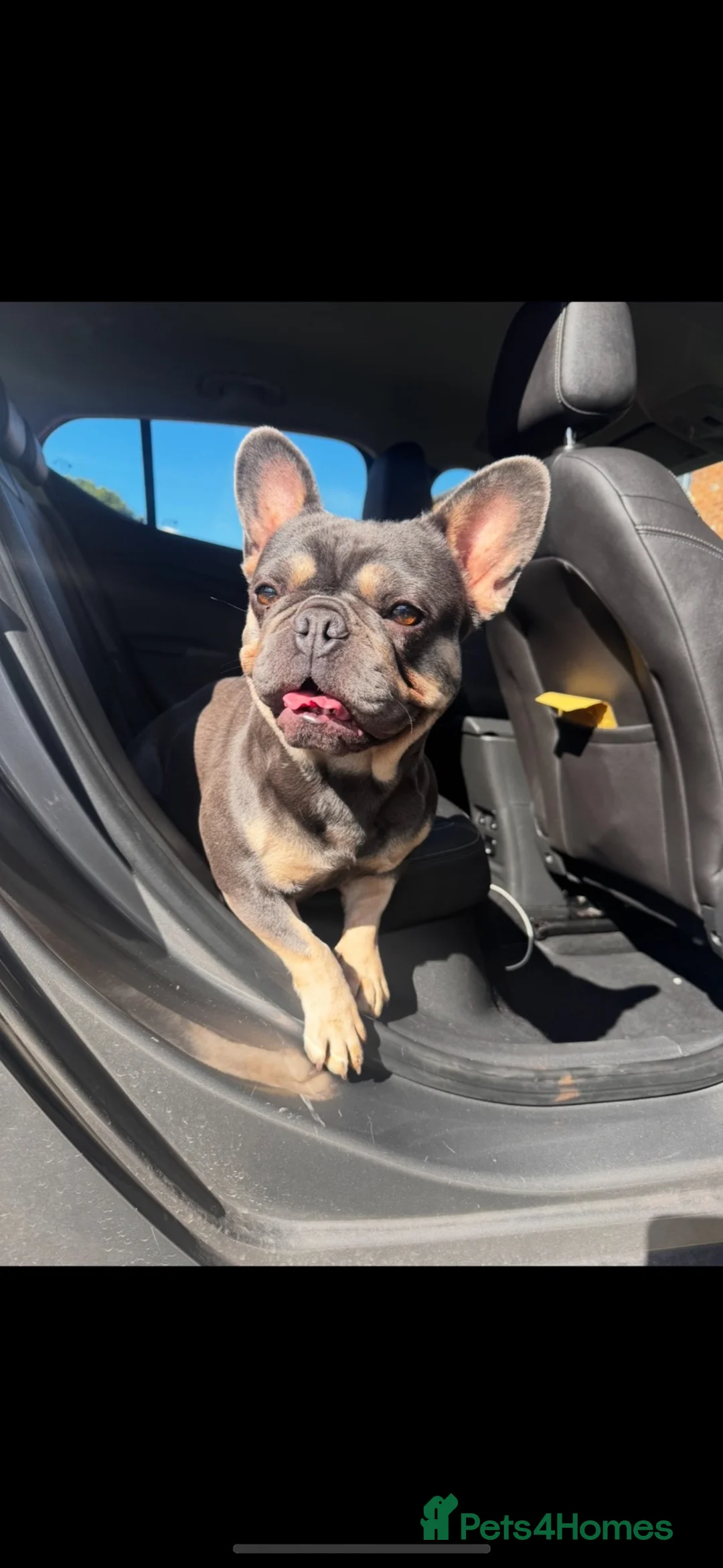 French Bulldog dogs for sale: Lilac and tan 2 year old female French bulldog  in Chester - Advert 2