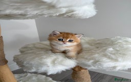 British Shorthair cats for sale: Golden Blue British Shorthair kittens  - Image 27
