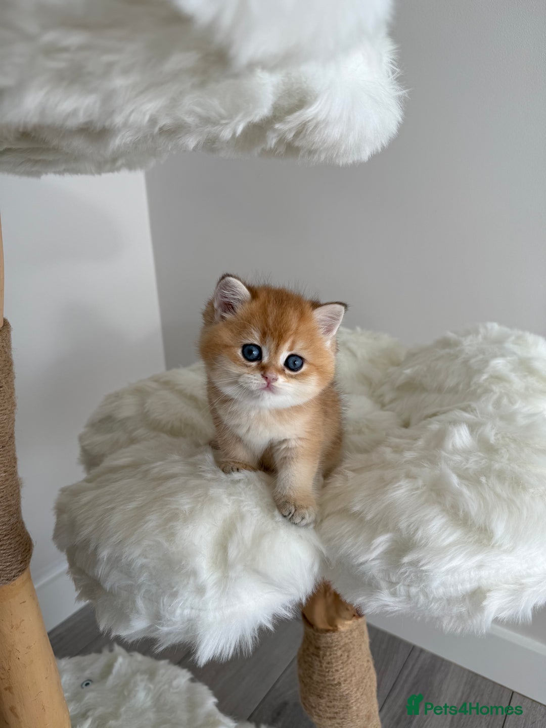 British Shorthair cats for sale: Golden Blue British Shorthair kittens  - Image 27