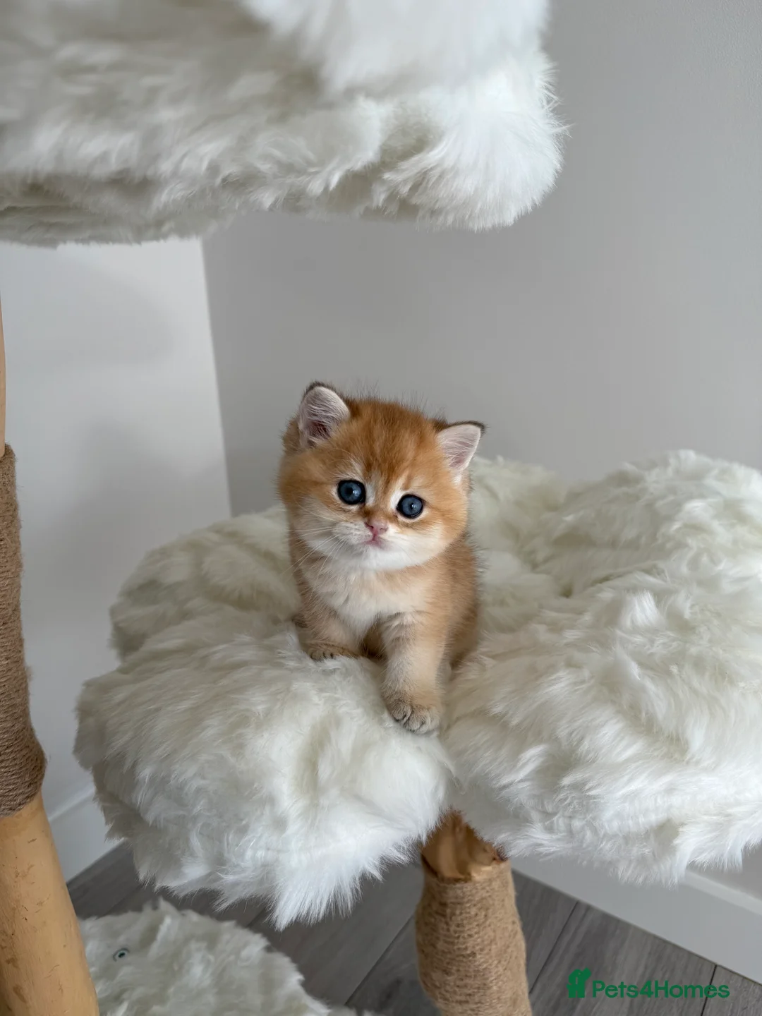 British Shorthair cats for sale: Golden Blue British Shorthair kittens  - Advert 27