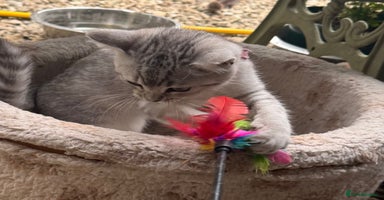 British Shorthair cats - Advert 5