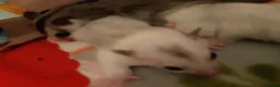 Sugar Glider rodents for sale: Rare mocistuc morph with lineage  - Advert 23