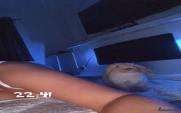 Mini Lop rabbits for sale: Mini lop female  - Image 4