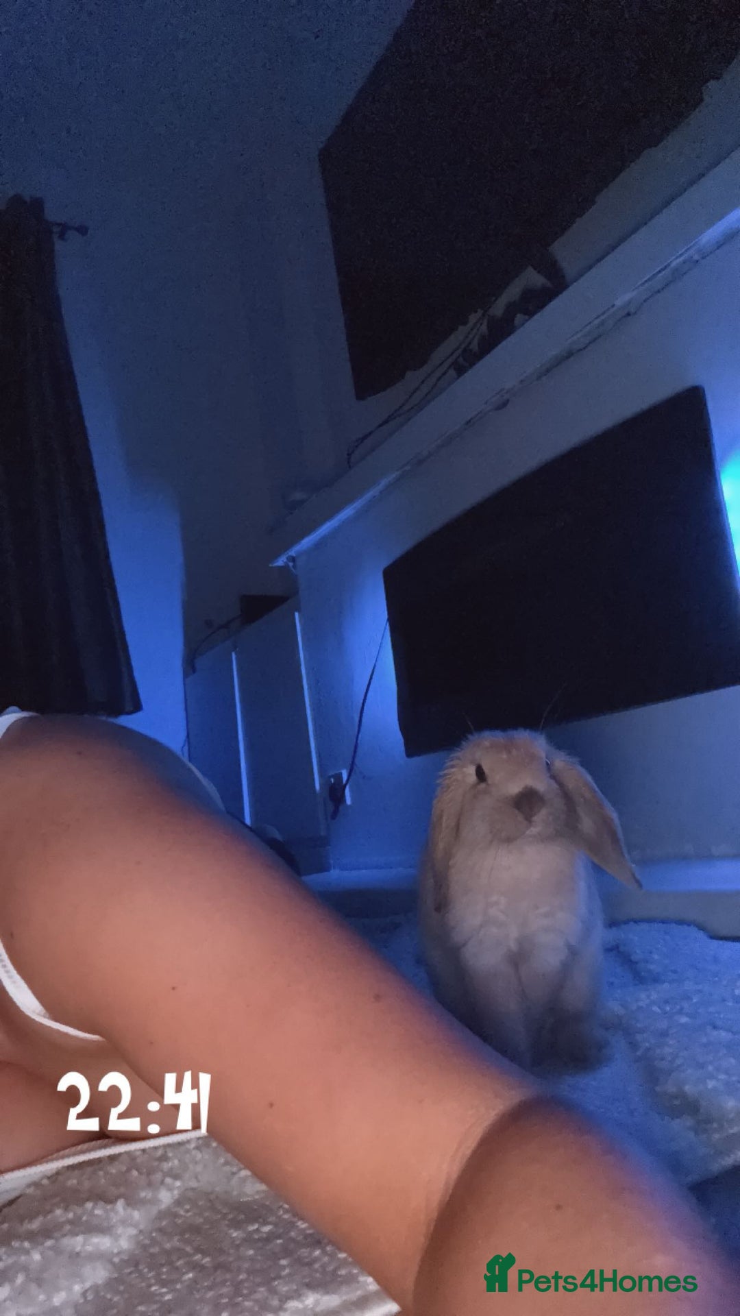 Mini Lop rabbits for sale: Mini lop female  - Image 4
