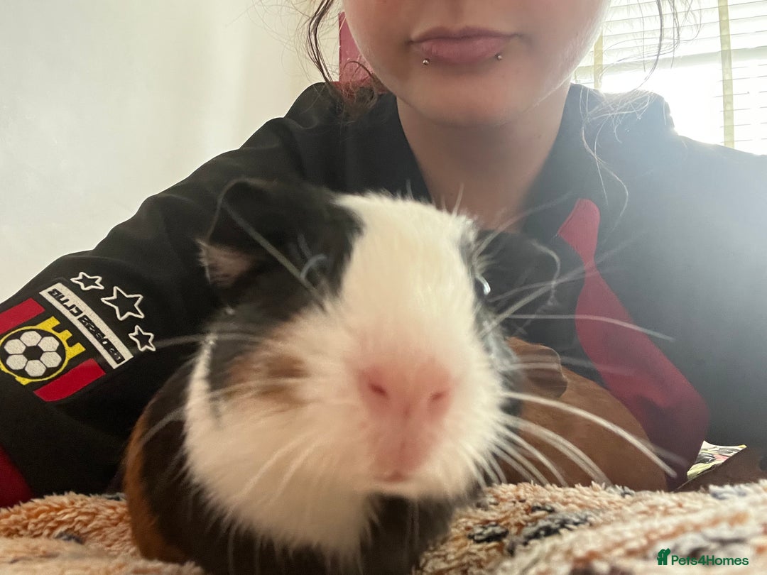 Guinea Pig rodents for sale: Bonded Male Guinea Pigs for Rehoming - Image 2