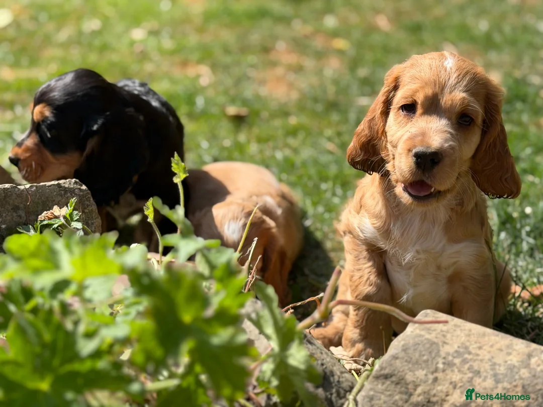 Cocker Spaniel dogs for sale: Stunning cocker pups kc reg ready now - Advert 24