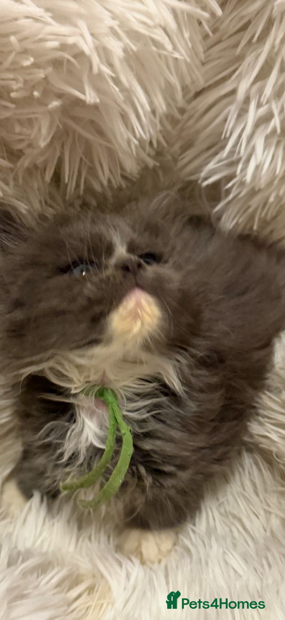 Maine Coon cats Cute Mainecoon cubs rare blue eyes - Advert 5