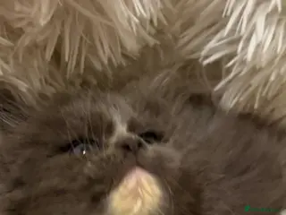 Maine Coon cats Cute Mainecoon cubs rare blue eyes - Advert 5