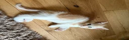 British Shorthair cats for sale: Last one left Half British Shorthair Kitten - Advert 18