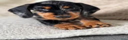 Dachshund dogs for sale: Standard wire haired dachshund  - Advert 22