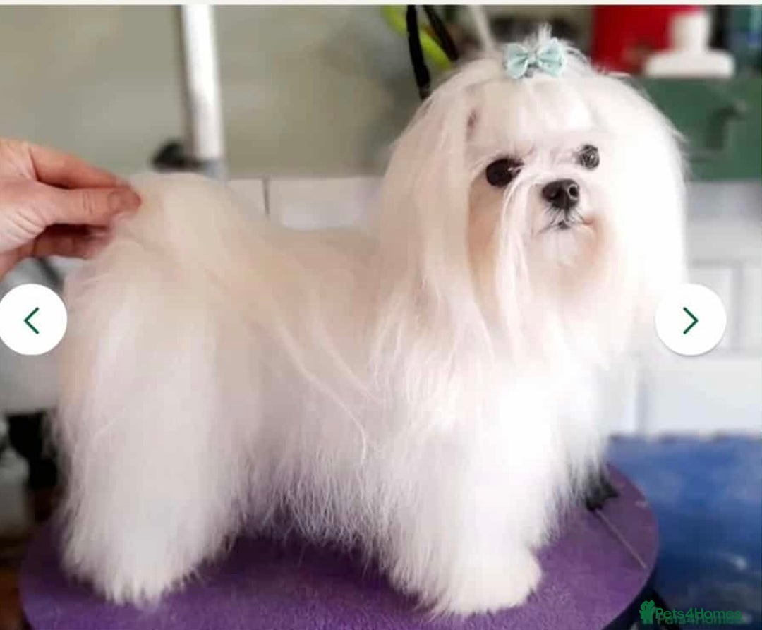 Maltipoo dogs for sale: Korean maltipoo puppies - Image 12