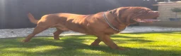 Dogue De Bordeaux dogs for stud: **STUD** not for sale kc Bordeaux  - Advert 4