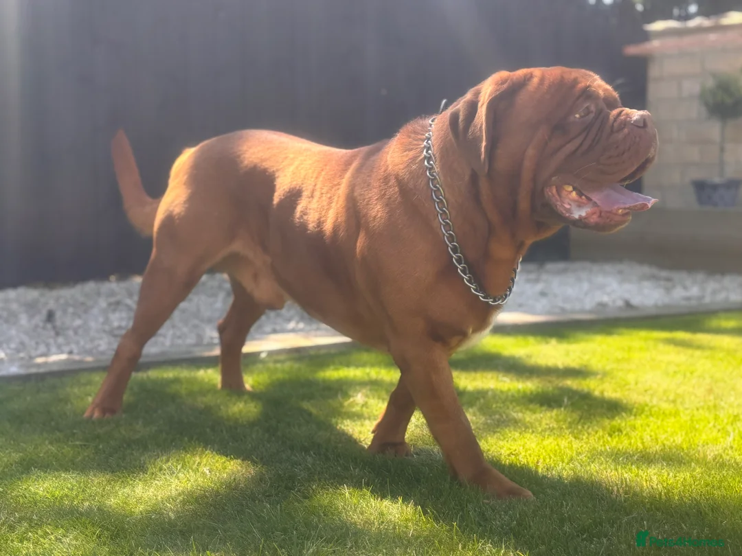 Dogue De Bordeaux dogs for stud: **STUD** not for sale kc Bordeaux  - Advert 4