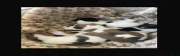 Jack Russell dogs for sale: Jack Russell puppies for sale  - Advert 1