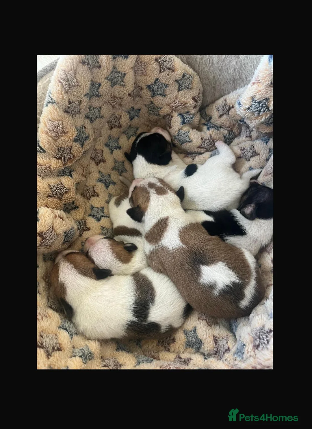 Jack Russell dogs for sale: Jack Russell puppies for sale  - Advert 1